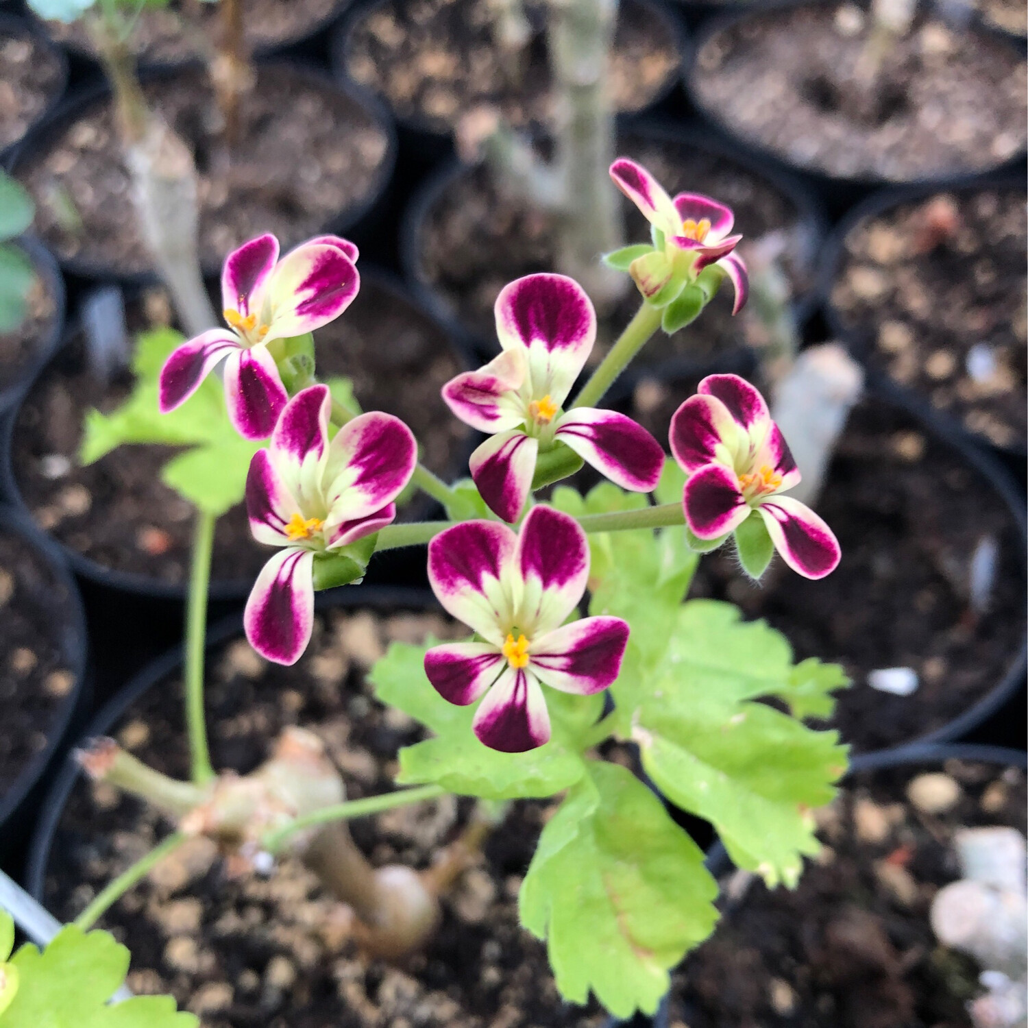 Pelargonium 'Edmond'