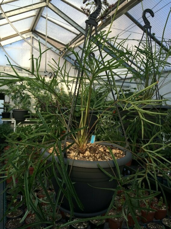 Pelargonium caffrum Dark Red