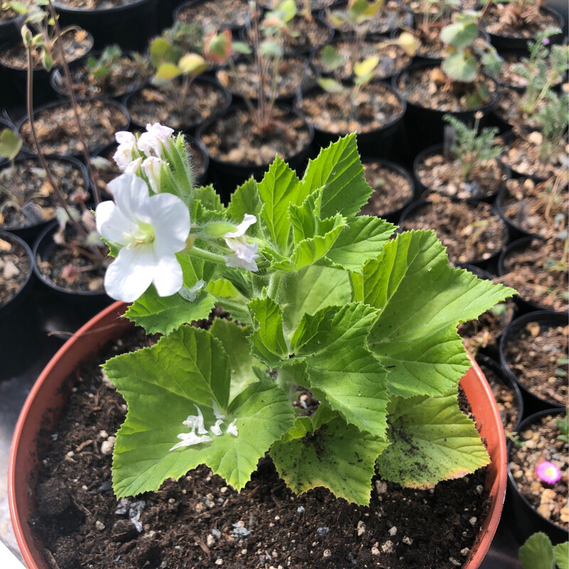 Pelargonium cucullatum ssp. strigifolium 'White Form'