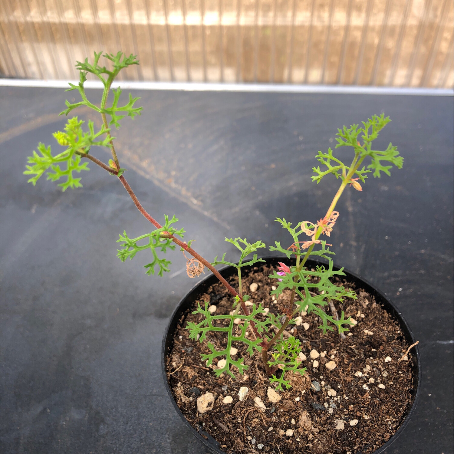 Pelargonium fruticosum