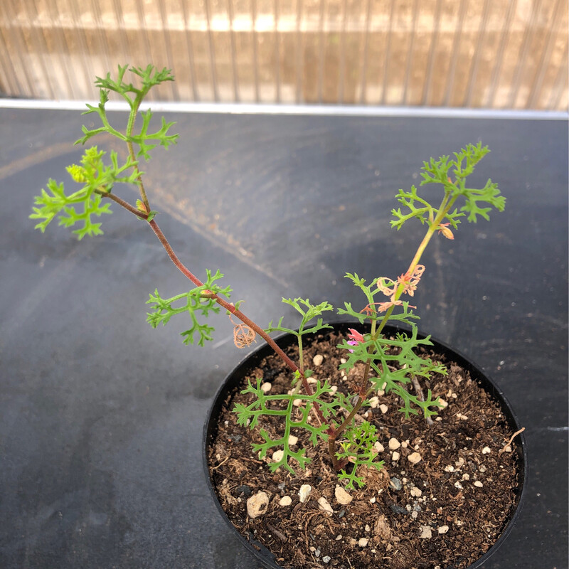 Pelargonium fruticosum