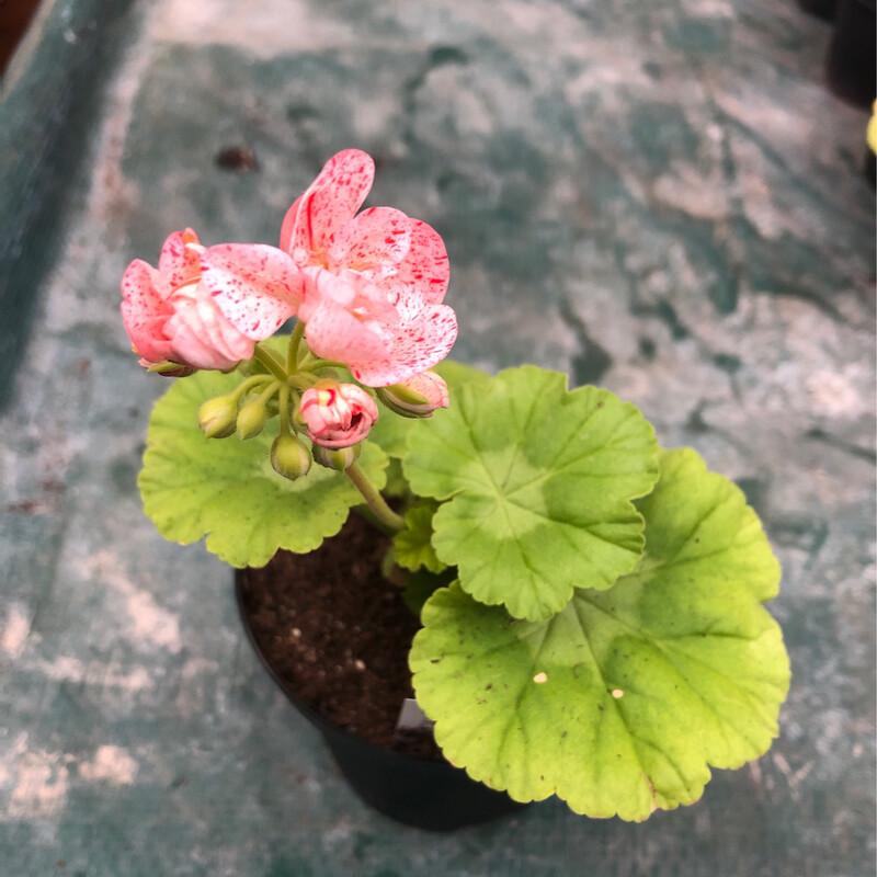 Pelargonium hortorum Golden Anniversary