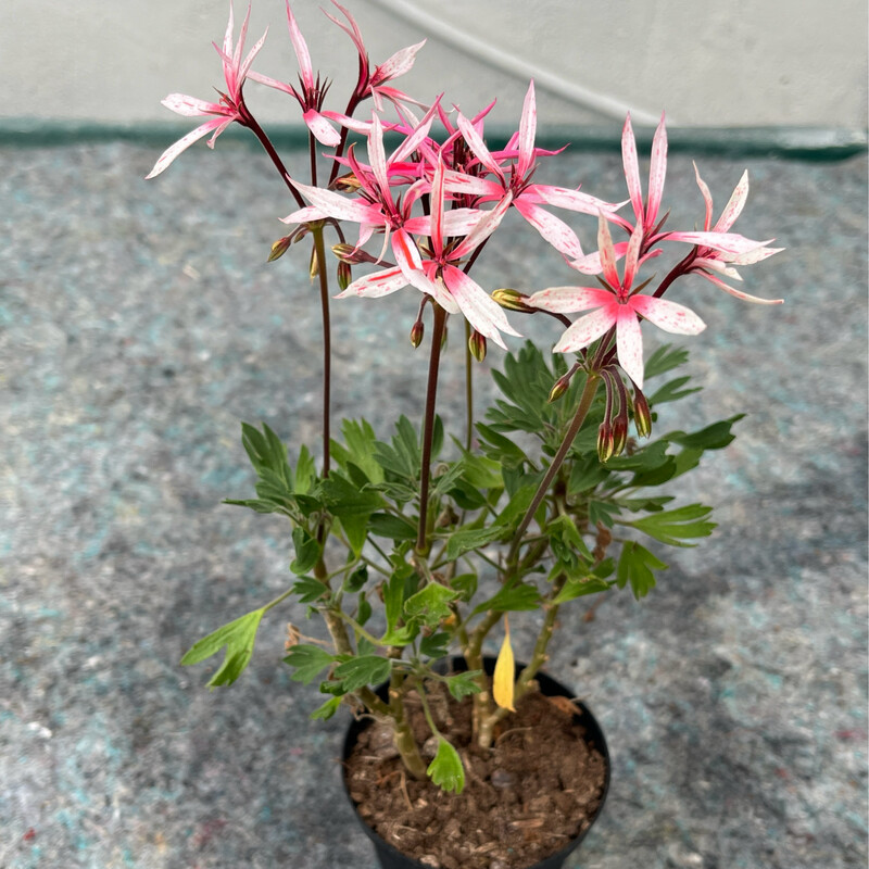 Pelargonium miniatur Petrei Baby Star