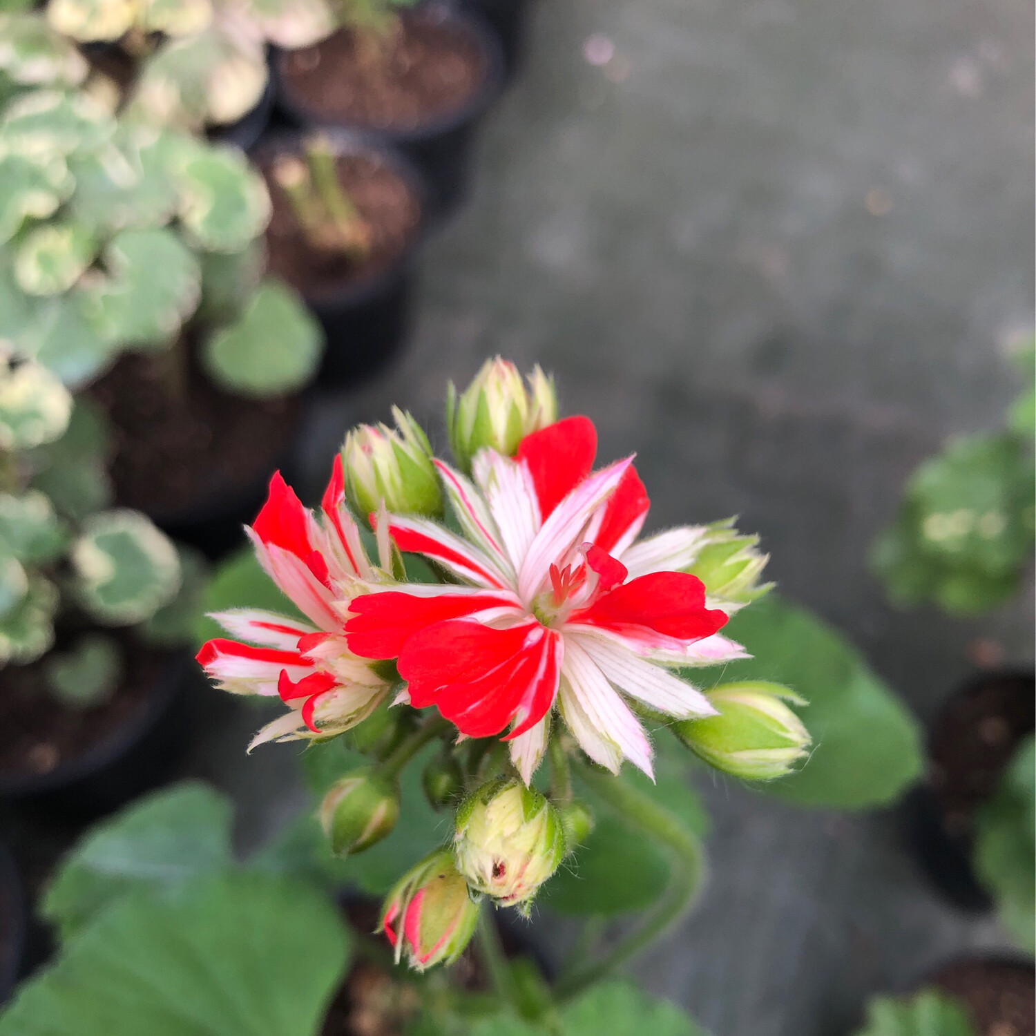 Pelargonium hortorum Steyrer Sterndl