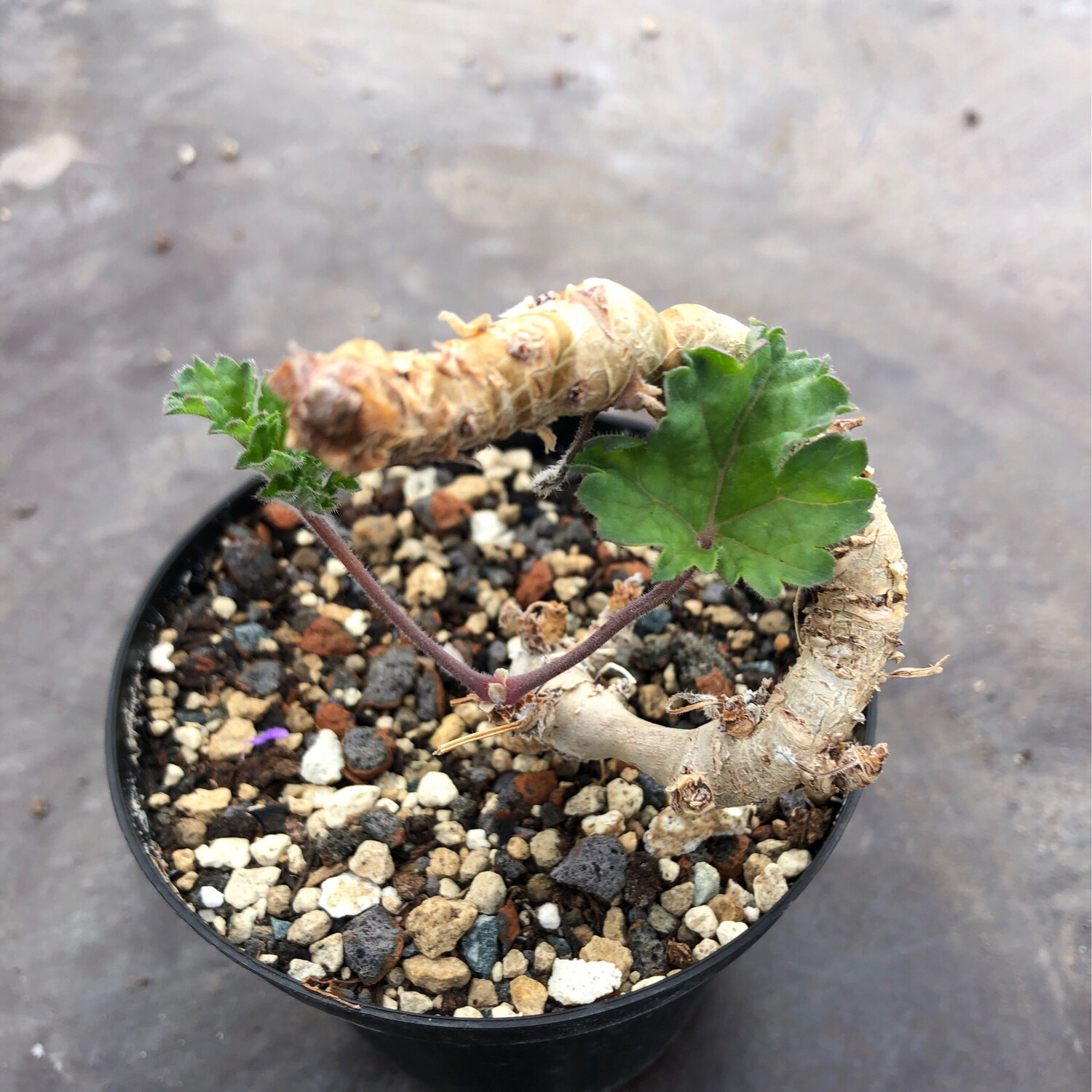 Pelargonium radulifolium