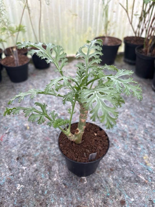 Pelargonium brevipetalum