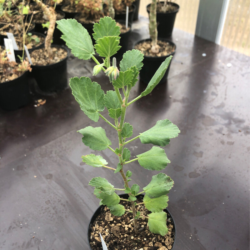 Pelargonium betulinum