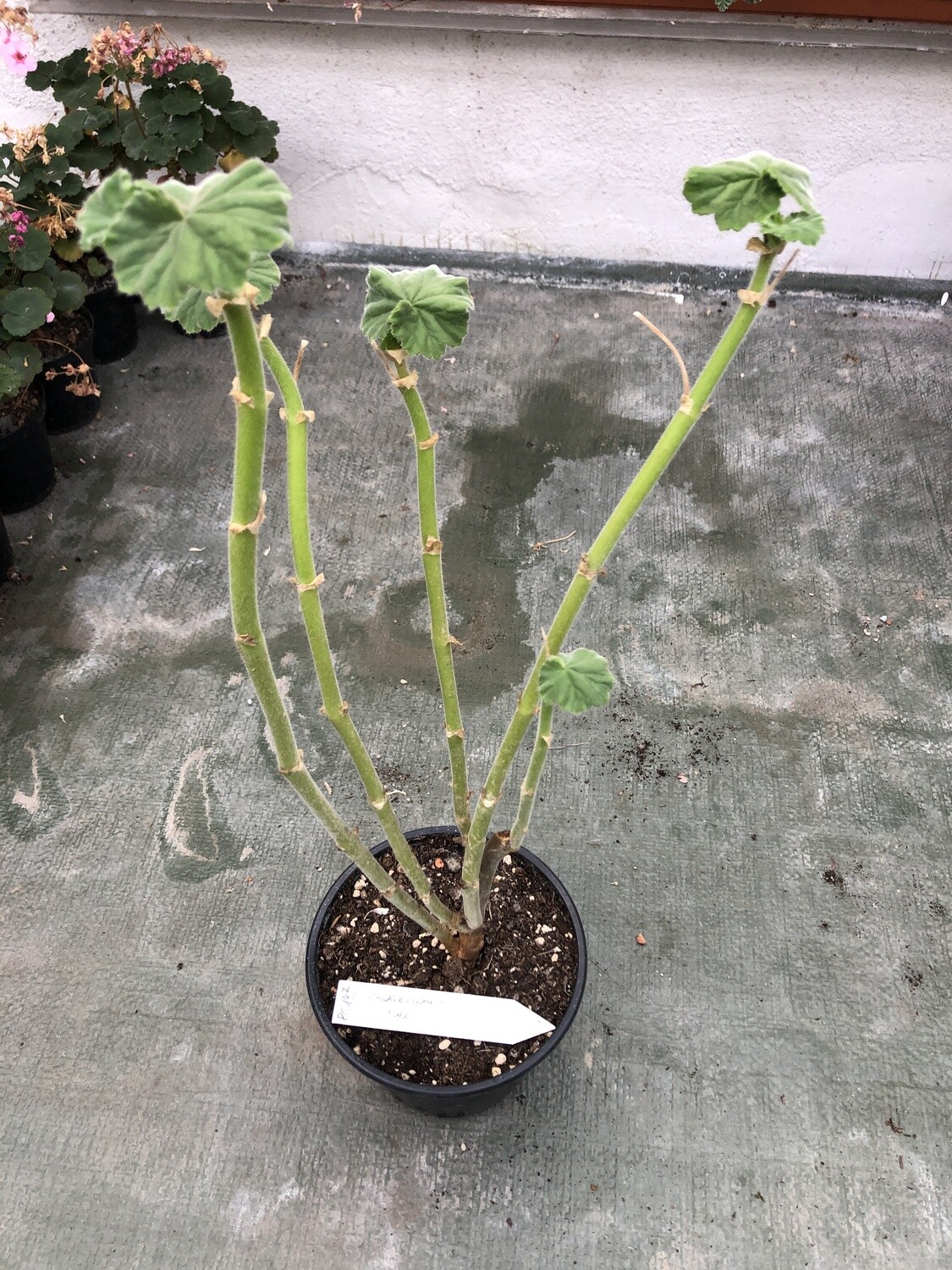 Pelargonium inquinans