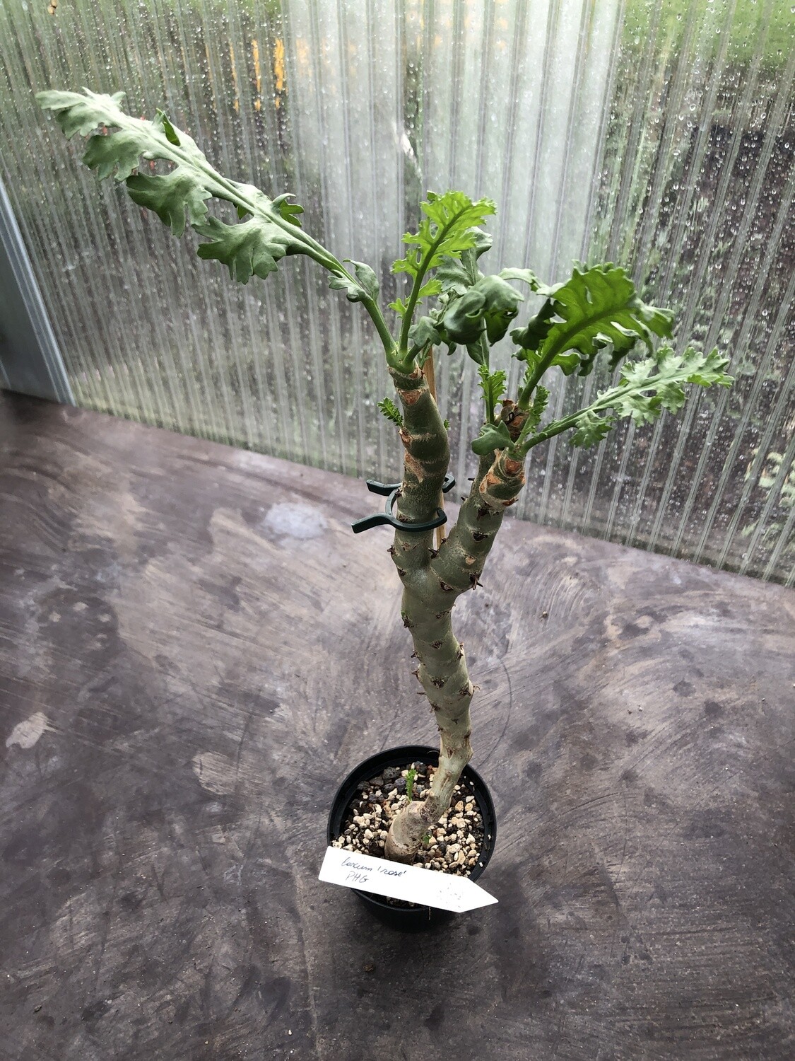 Pelargonium laxum 'rose'