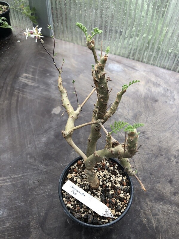 Pelargonium dasycaulon