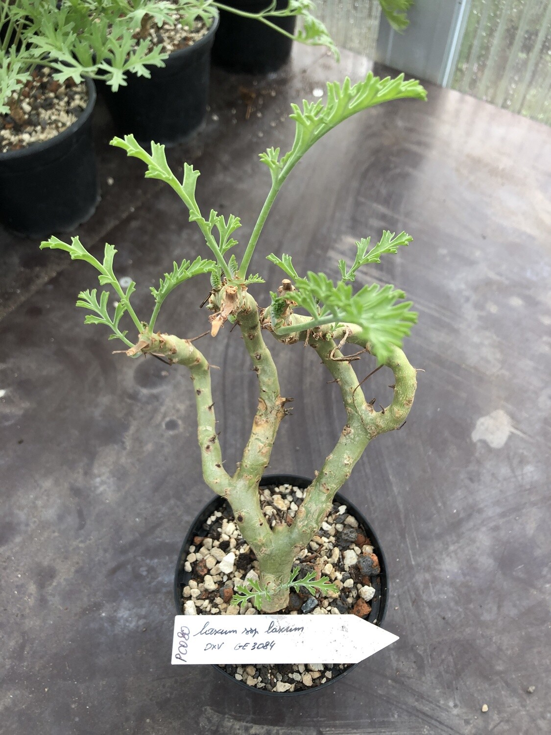 Pelargonium laxum ssp. laxum