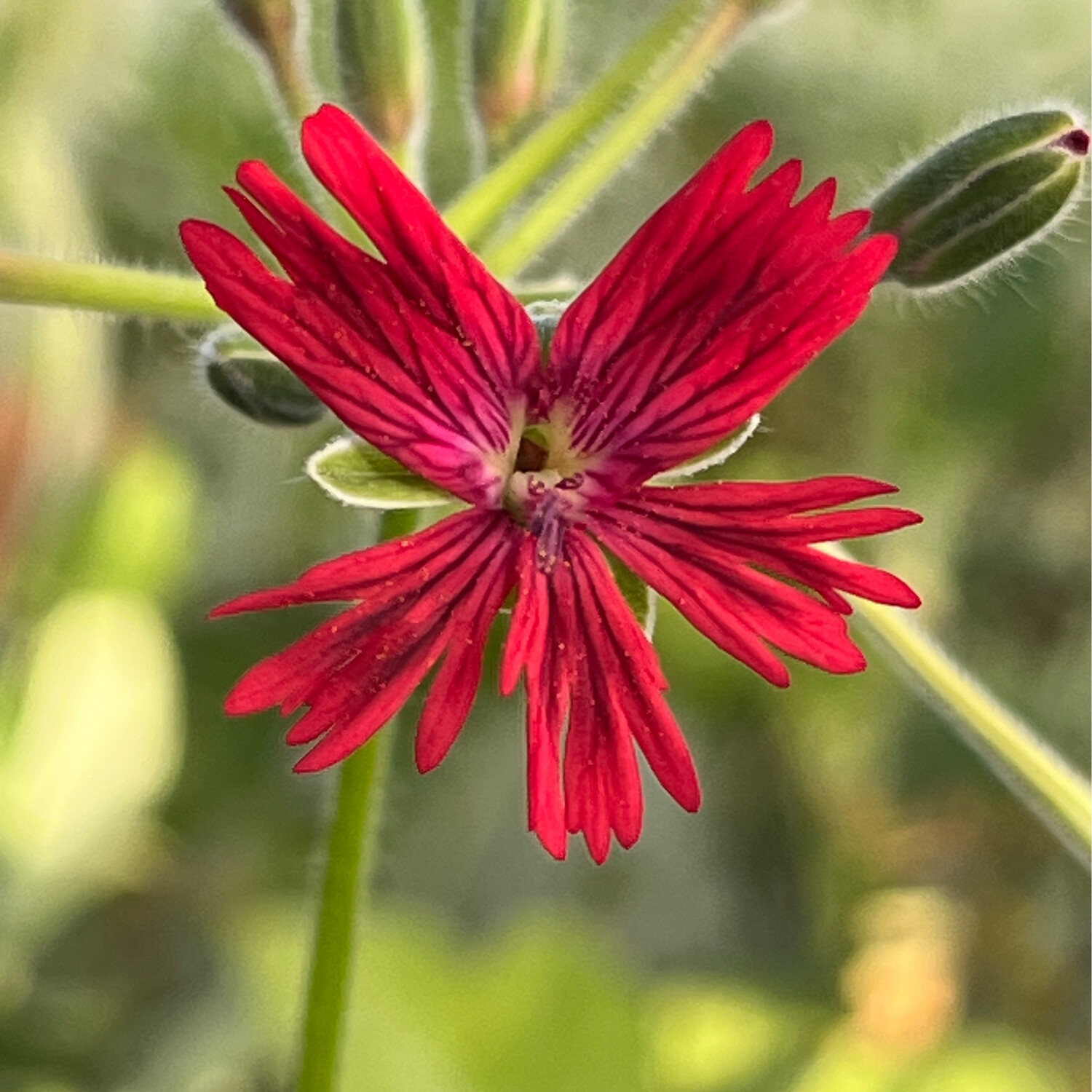 Pelargonium 'Idske'