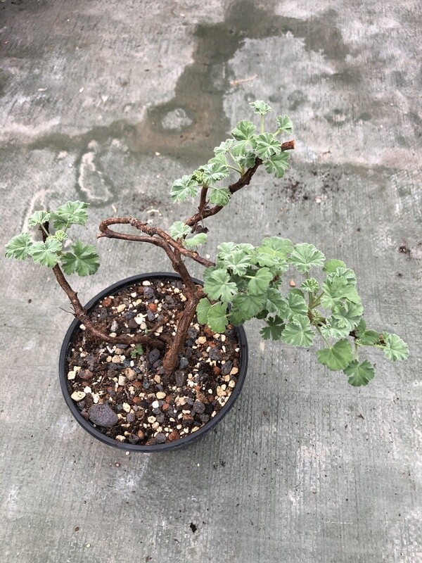 Pelargonium × fragrans