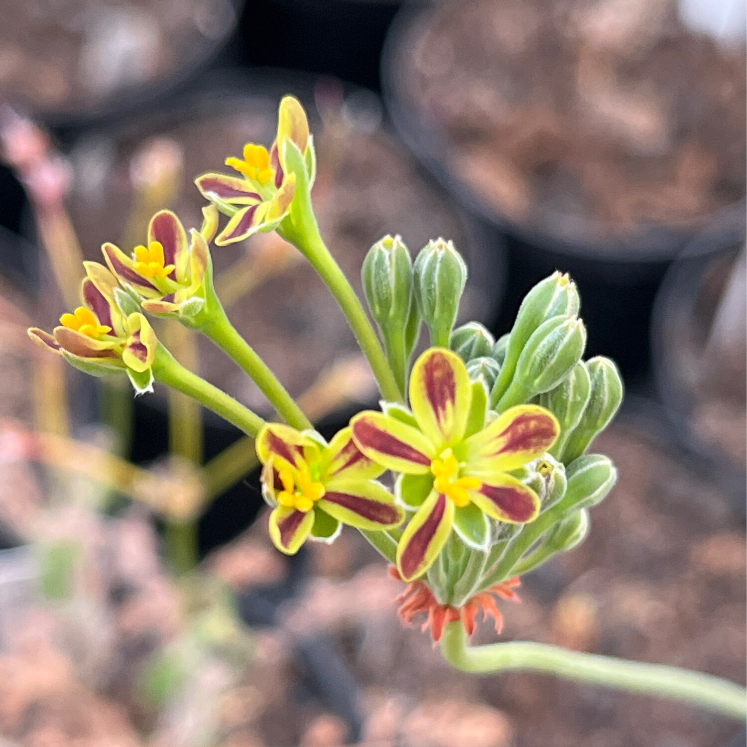 Pelargonium multiradiatum