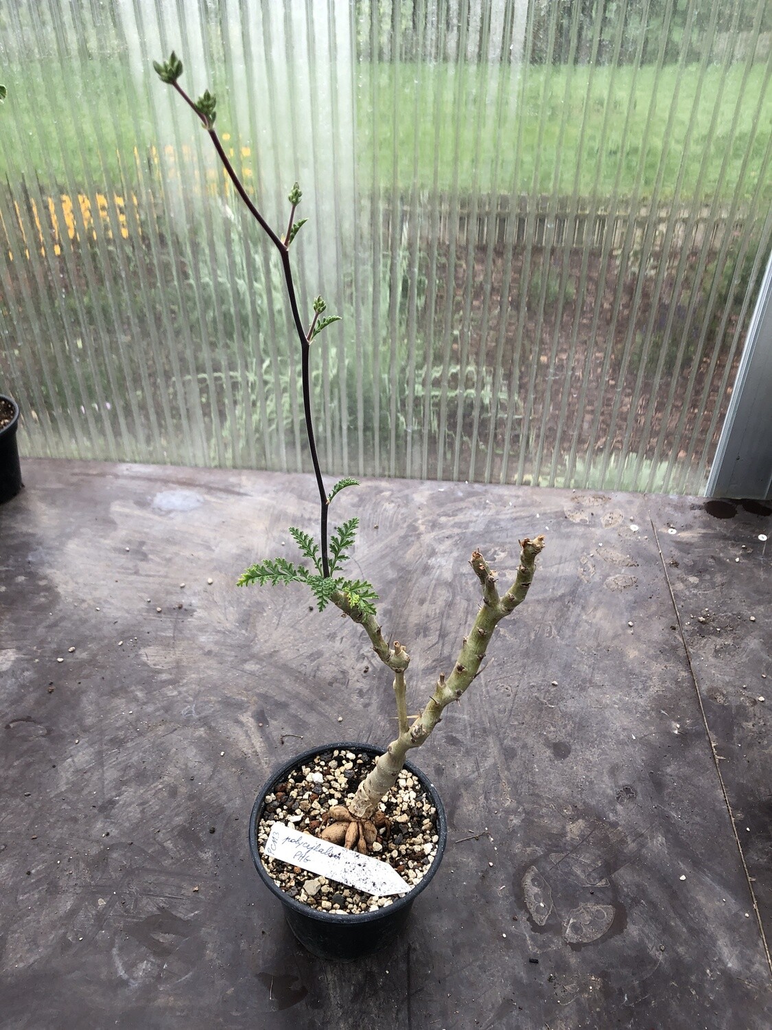 Pelargonium polycephalum