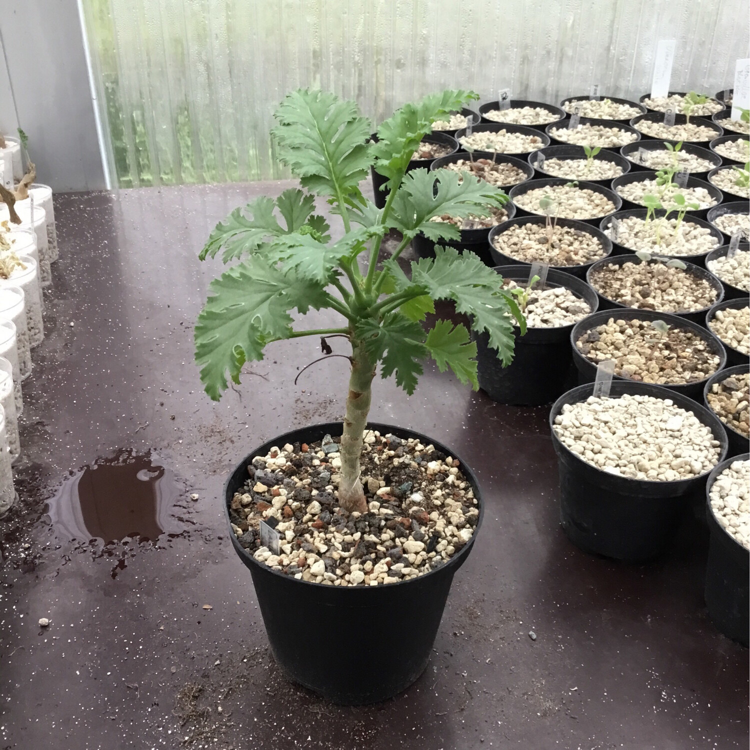 Pelargonium laxum Var.1