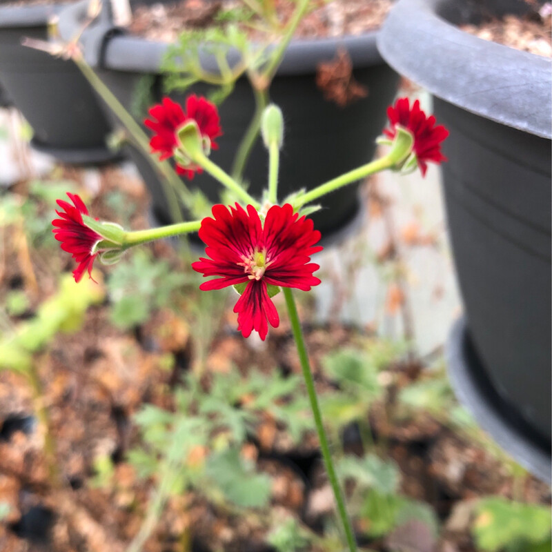 Pelargonium ERAs Elmseld