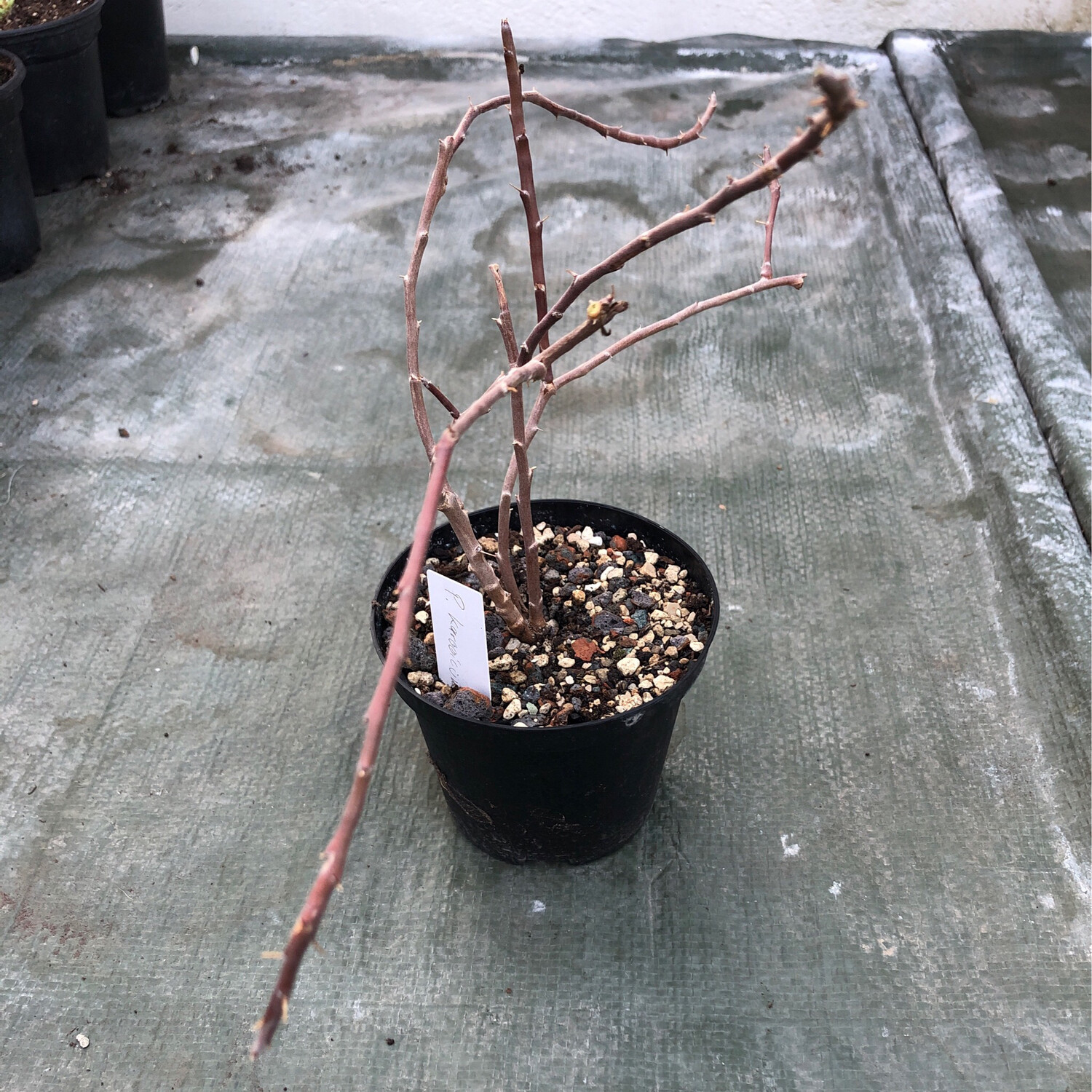 Pelargonium karooicum Var.2