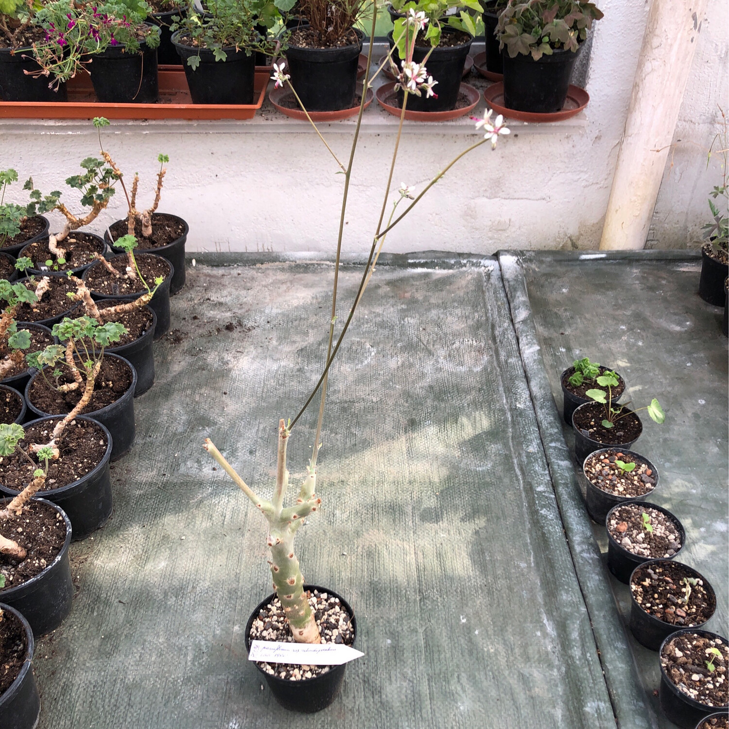 Pelargonium parviflorum ssp. rotundipetalum