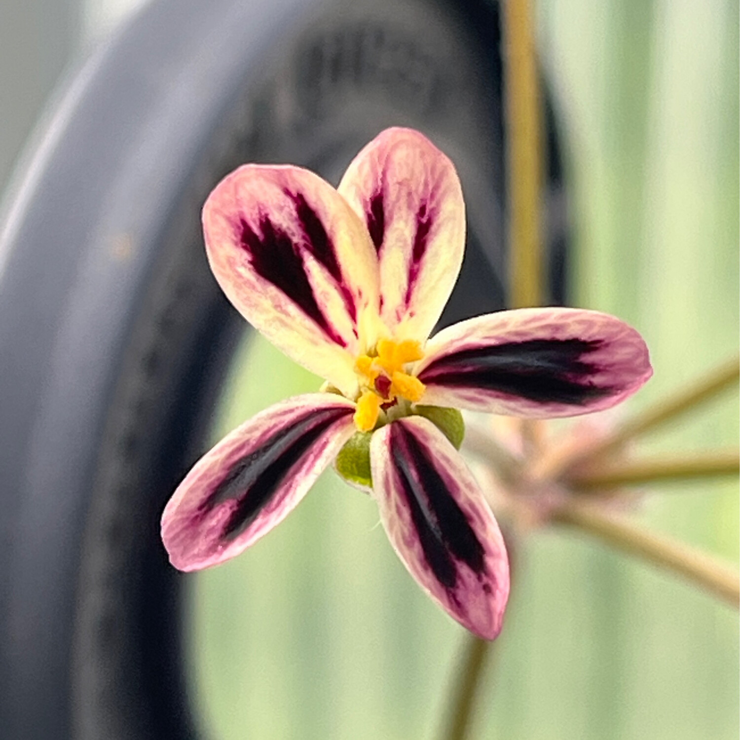 Pelargonium triste „red flower“