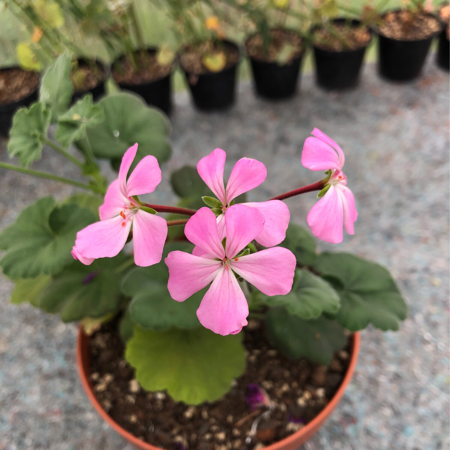 Pelargonium inquinans Pink