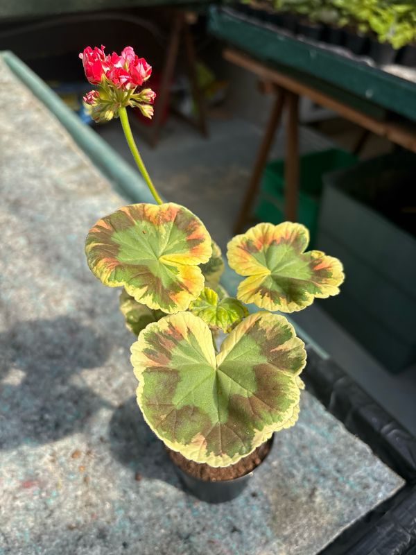 Pelargonium hortorum Warrenorth Emerald