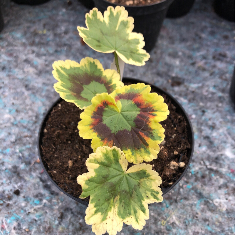 Pelargonium hortorum Cherry Cocktail