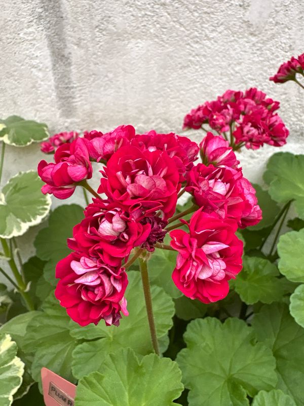Pelargonium hortorum Plum Rambler