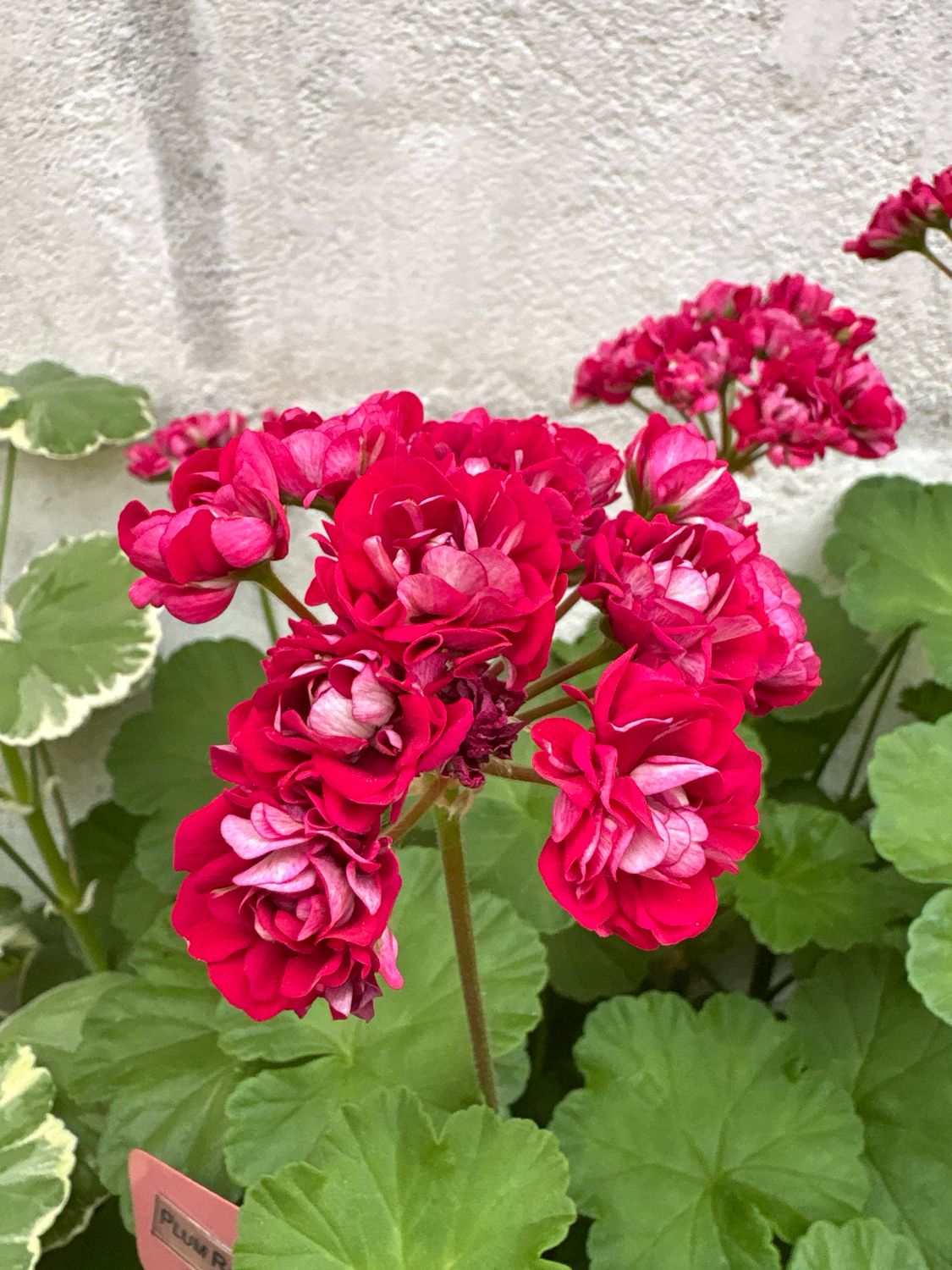 Pelargonium hortorum Plum Rambler Pelargonium hortorum Plum Rambler