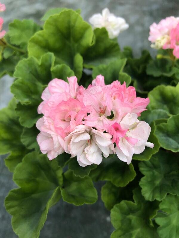 Pelargonium miniatur Para's Apple Blossom