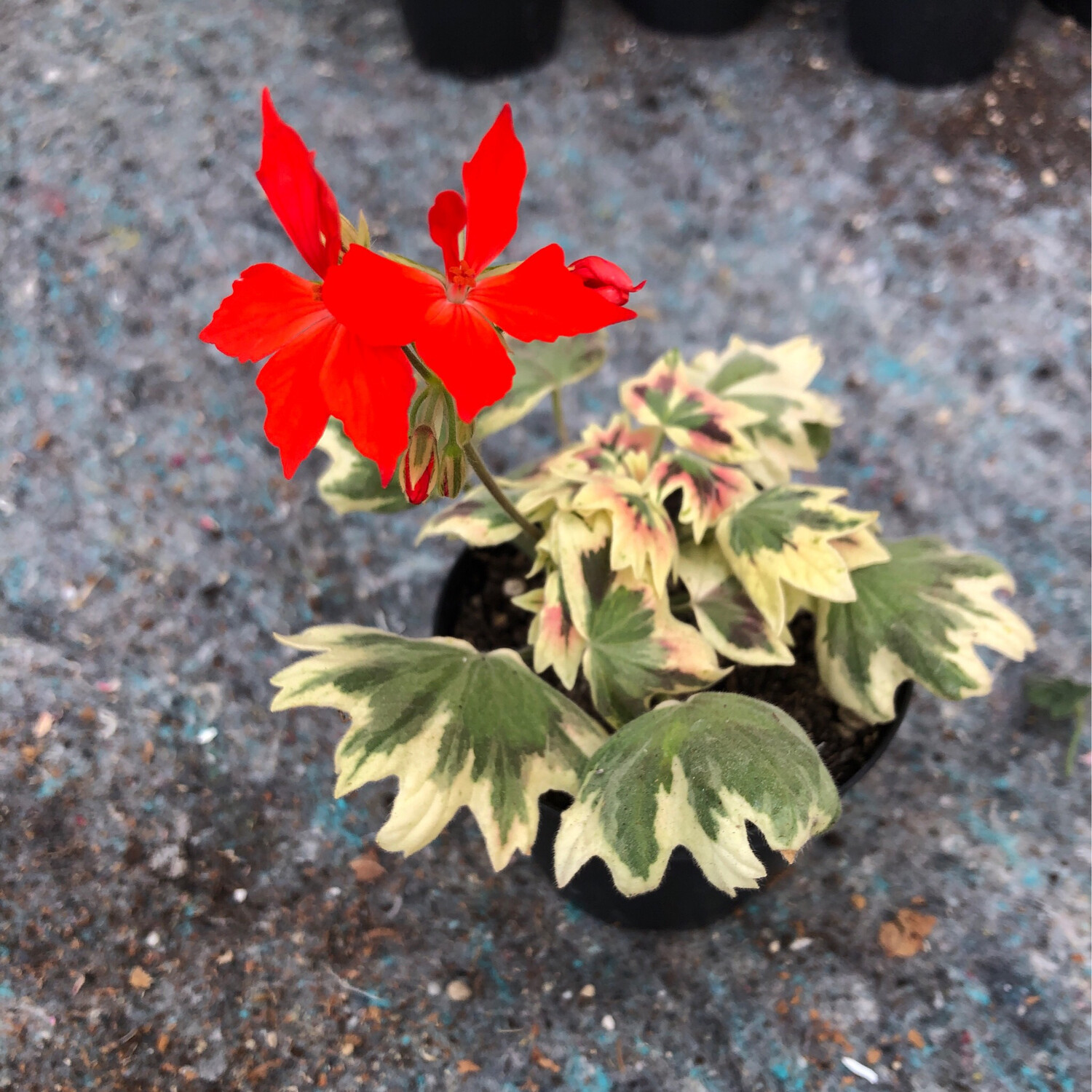 Pelargonium stellar miniatur Spanish Banks