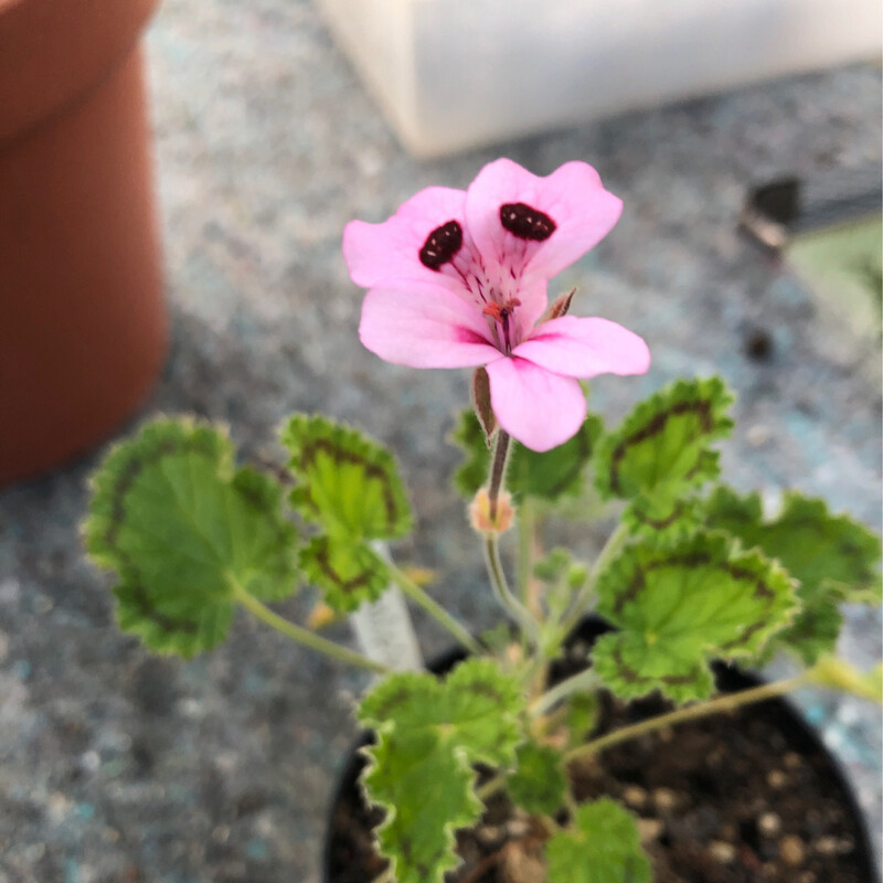 Pelargonium alpinum