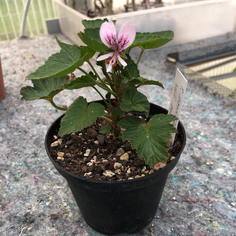 Pelargonium cordifolium var. rubrocintum