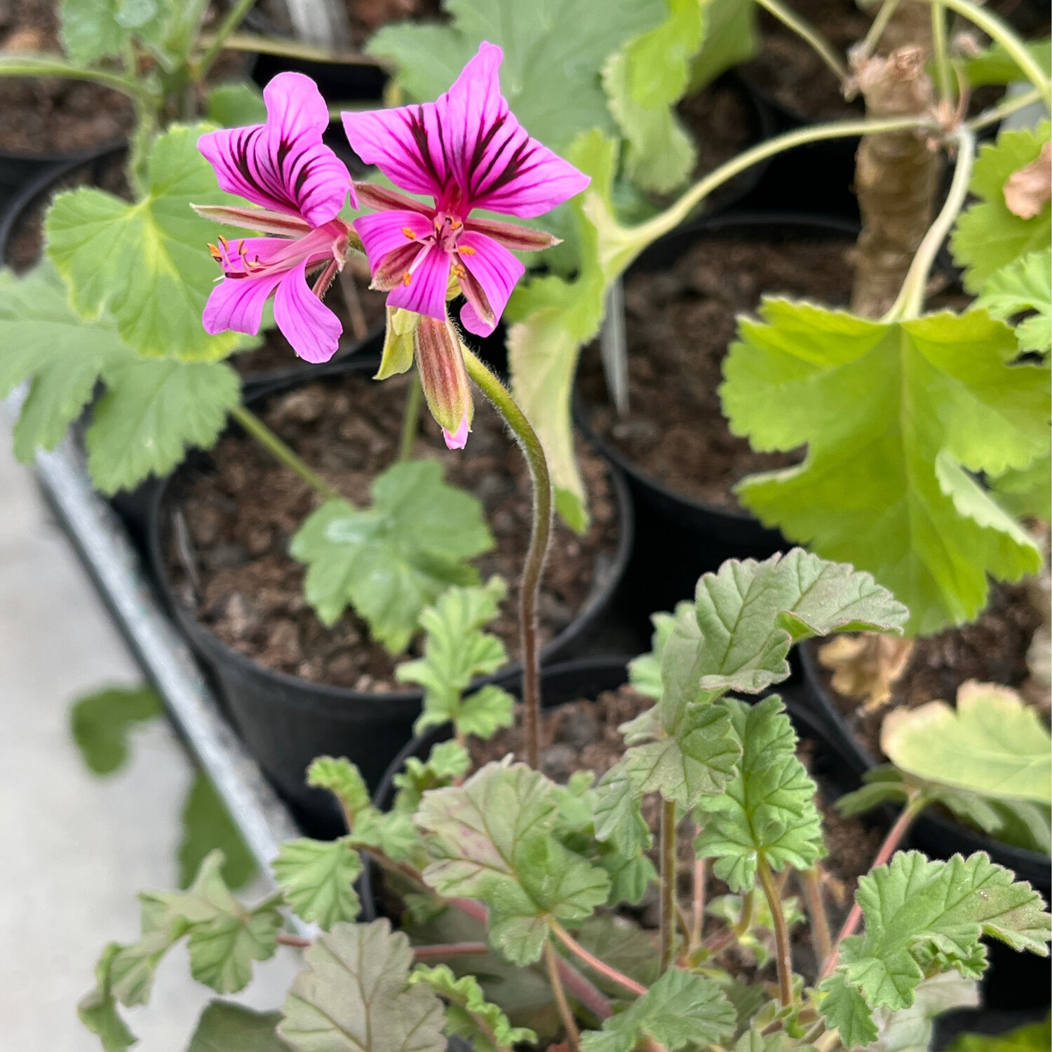 Pelargonium suburbanum spp suburbanum