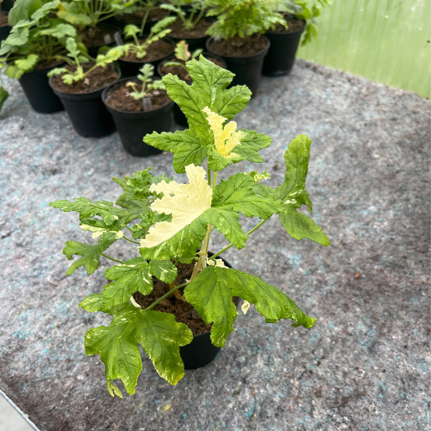 Pelargonium quercifolium 'Harlequin'