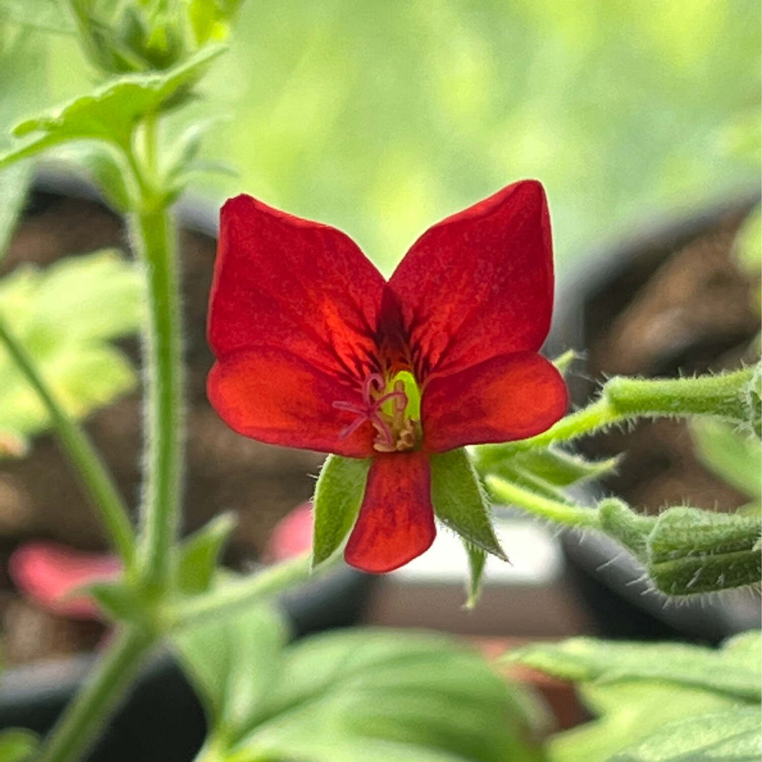 Pelargonium 'FLUORESCENT RED'