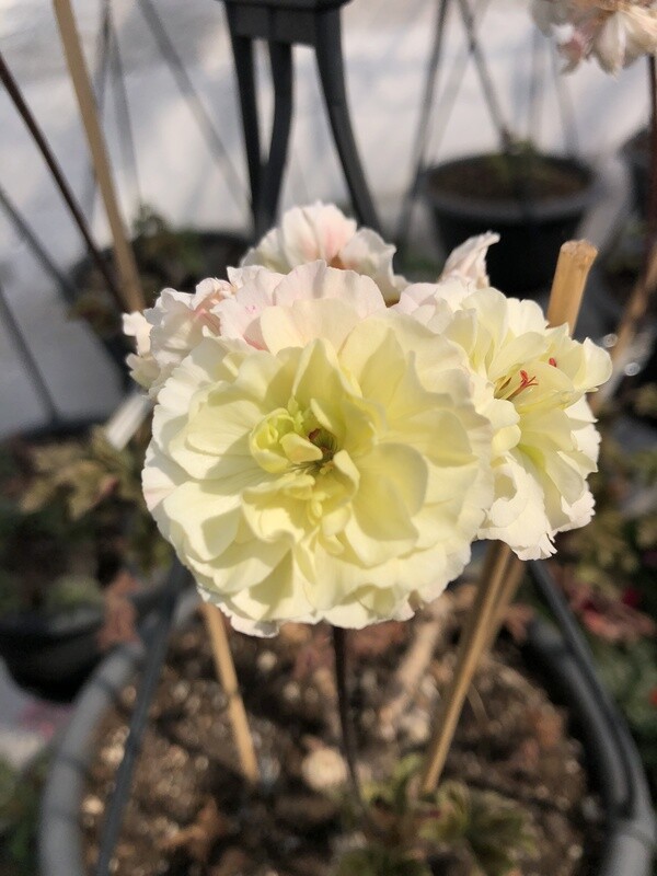 Pelargonium zonartic Para's Yellow Sphere