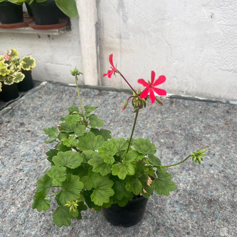Pelargonium 'Kewense'