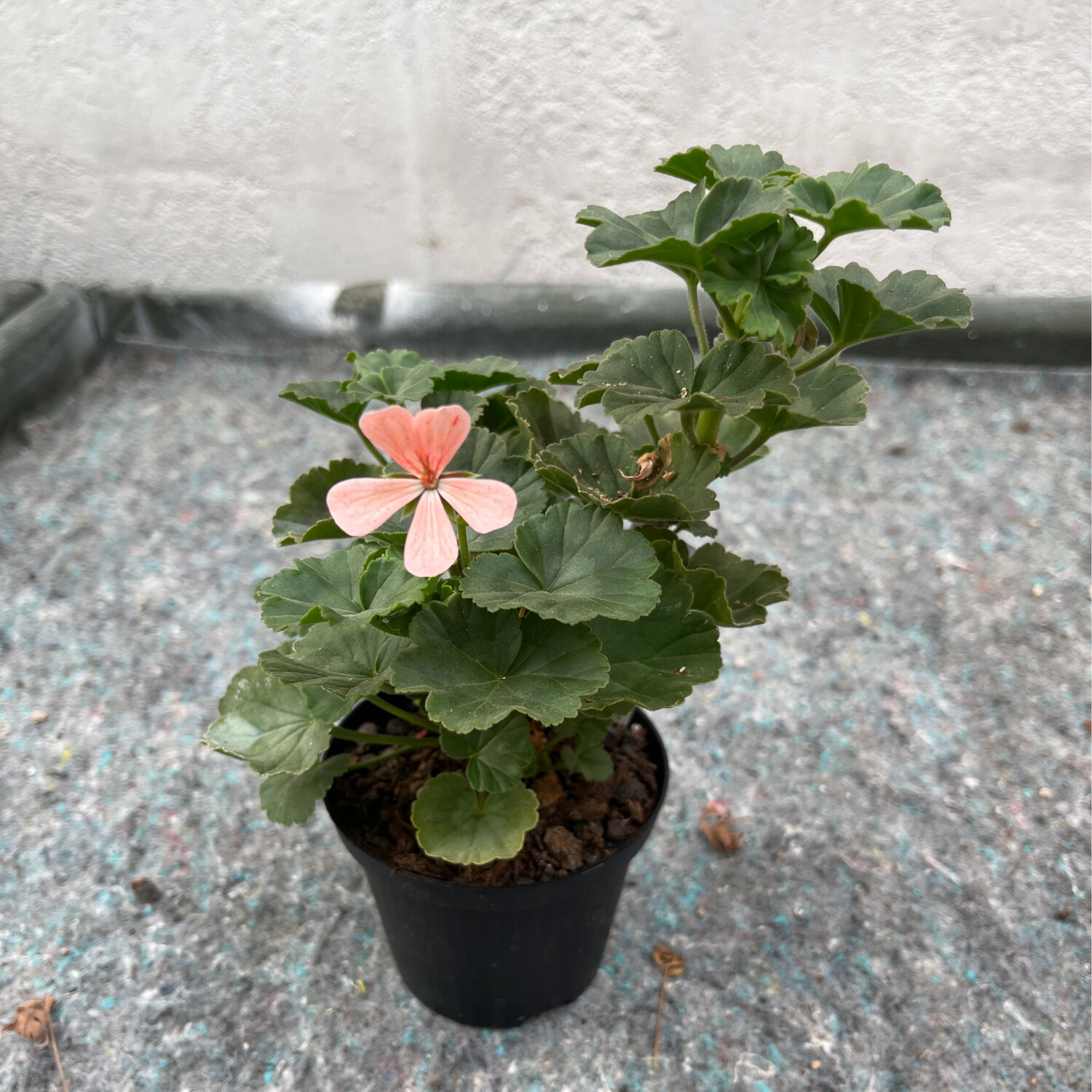 Pelargonium miniatur Frieda Hieber