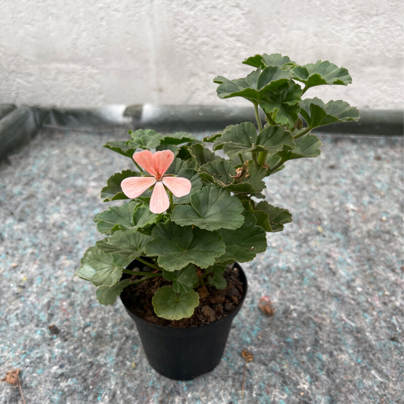 Pelargonium miniatur Frieda Hieber