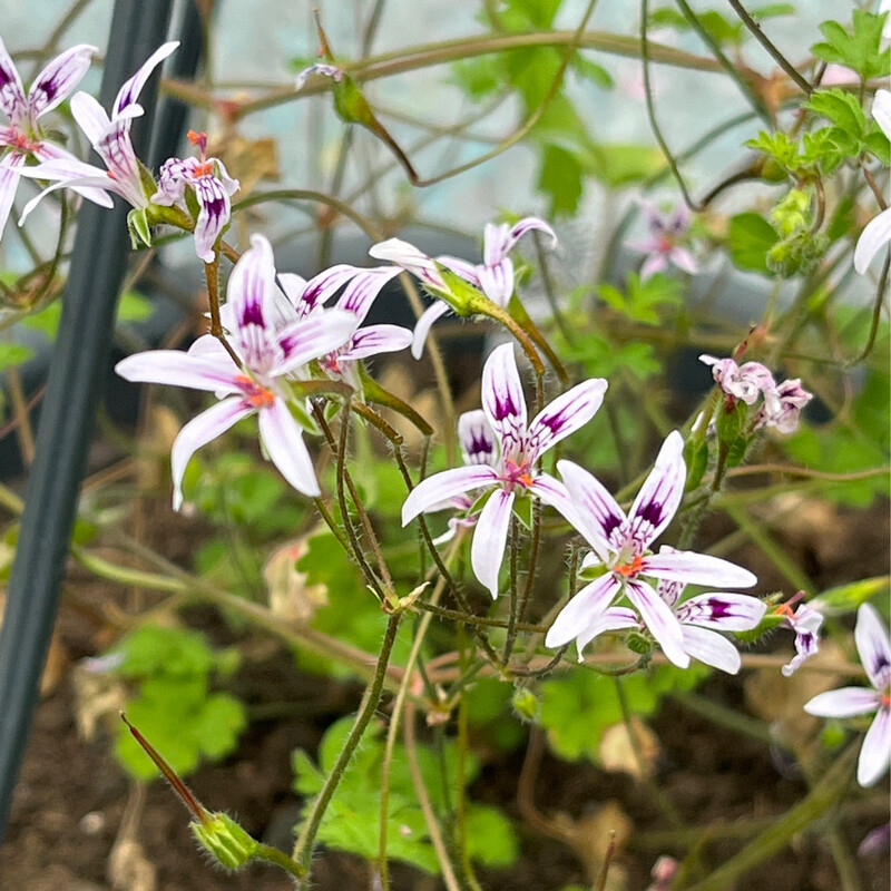Pelargonium columbinum