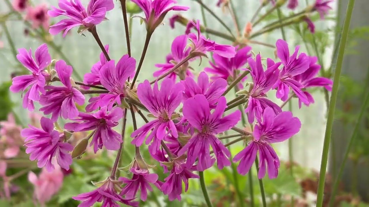 Pelargonium Para's Dreamdancer Pelargonium Para's Dreamdancer