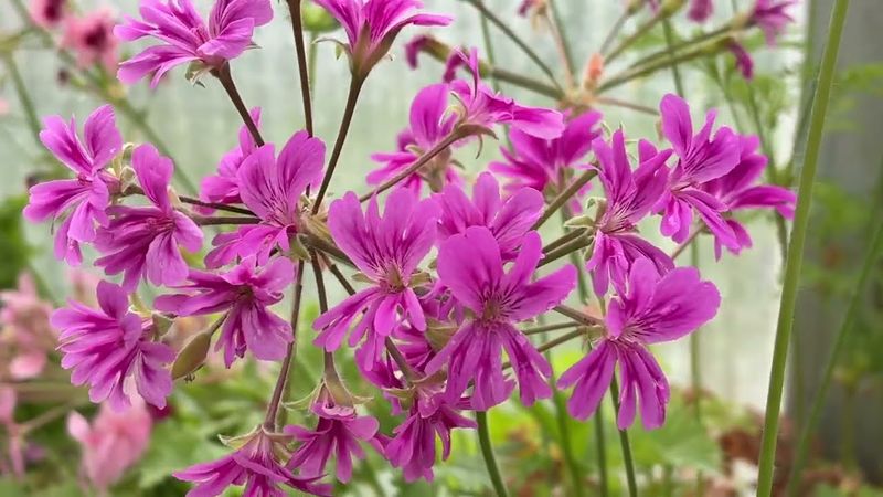 Pelargonium Para's Dreamdancer