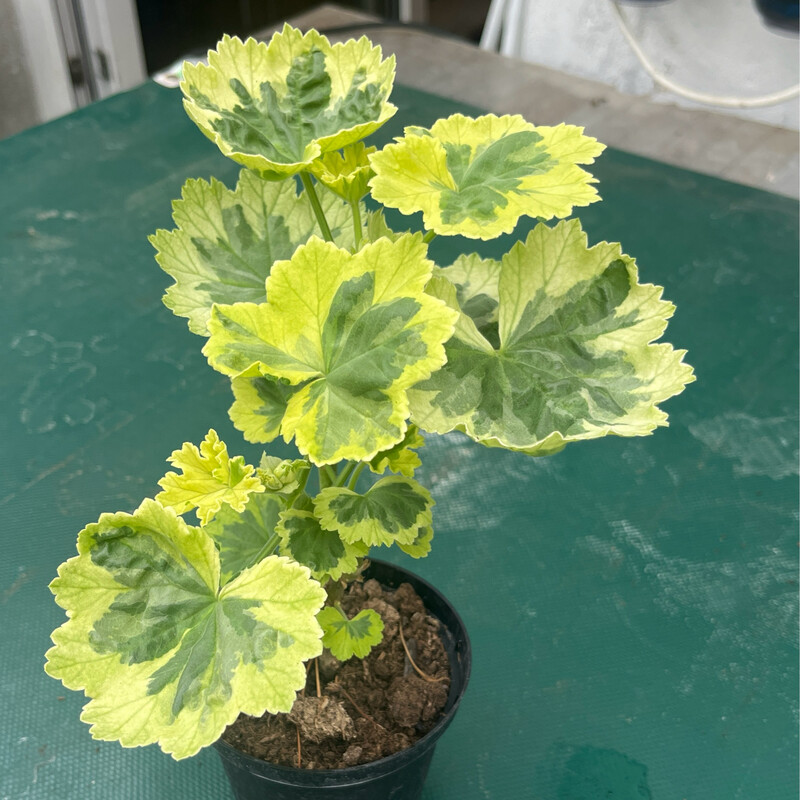 Pelargonium Andreas