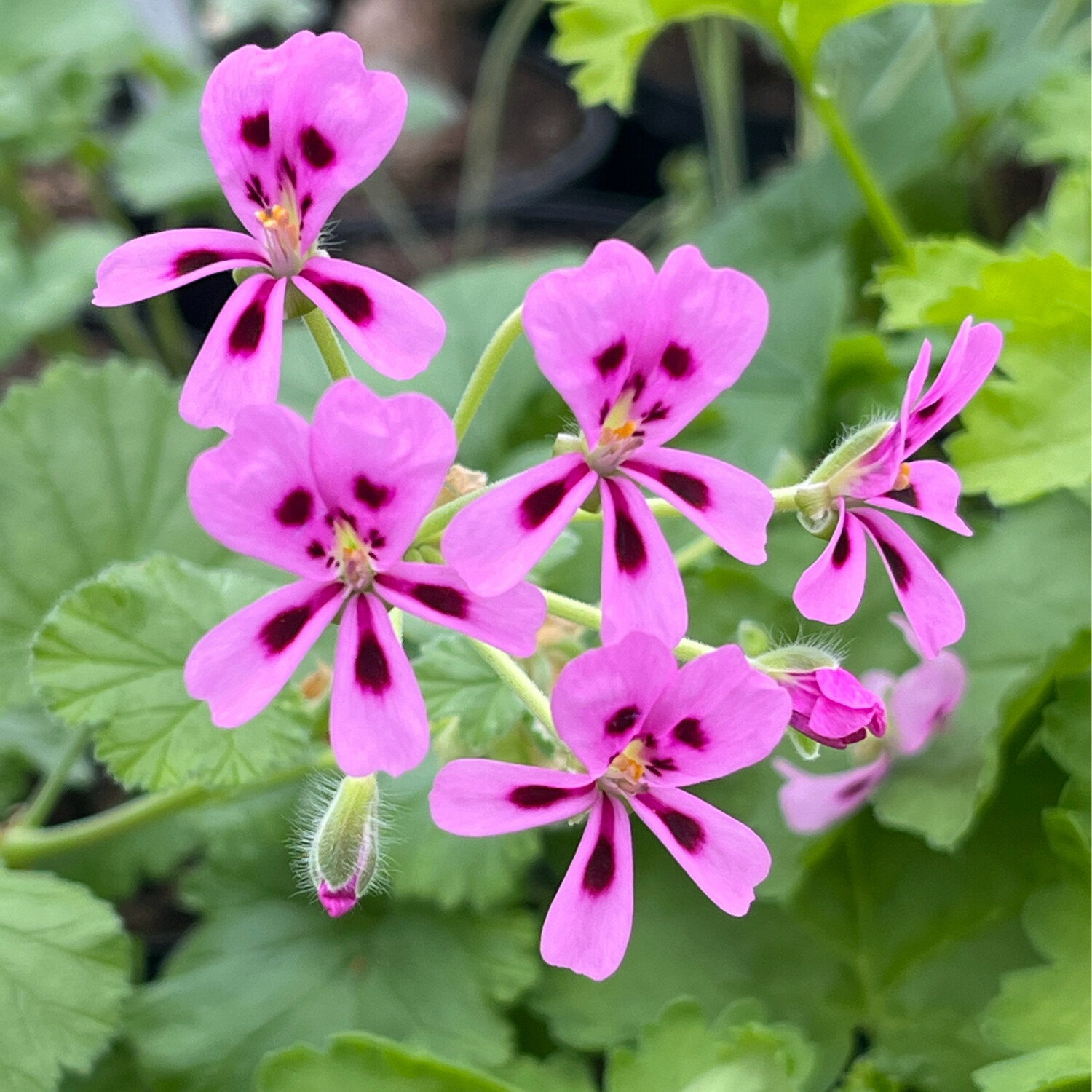 Pelargonium echinatum Pink