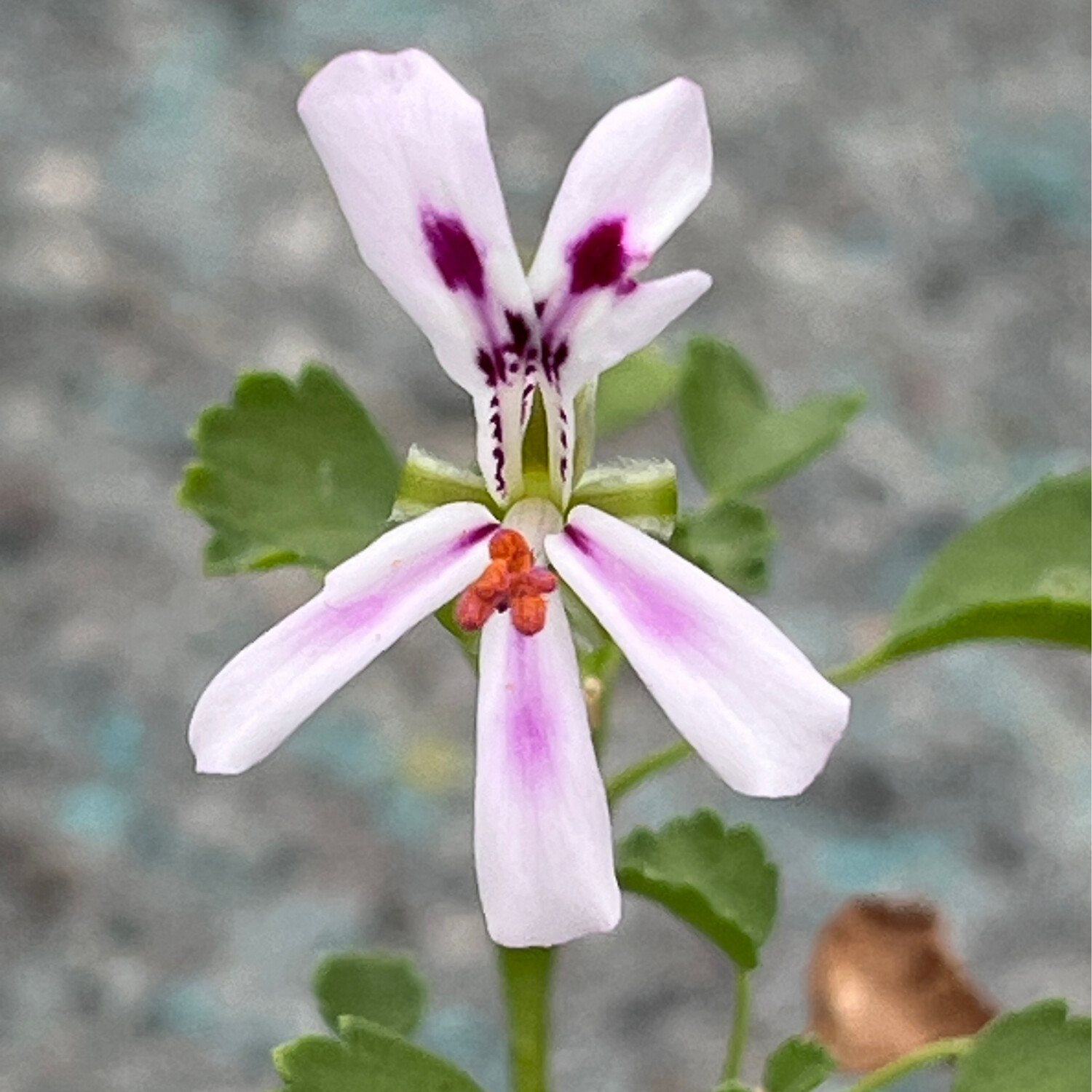 Pelargonium xerophyton Pofadder North Cape