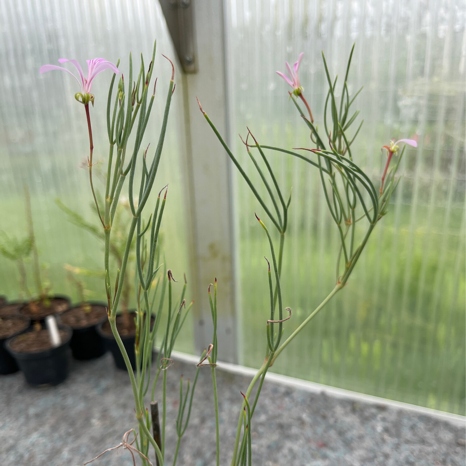 Pelargonium laevigatum ssp. oxyphyllum