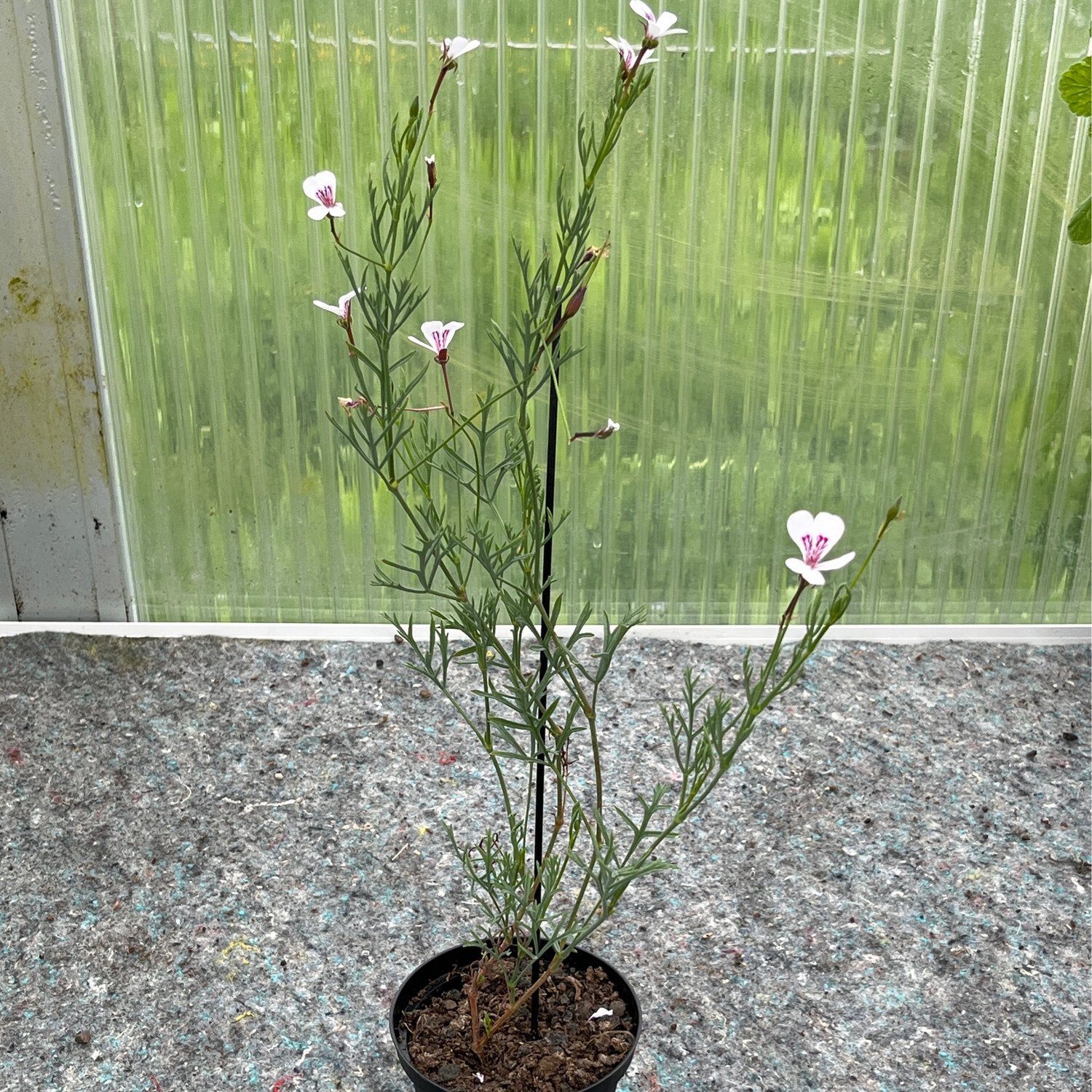 Pelargonium laevigatum Baviaanskloof