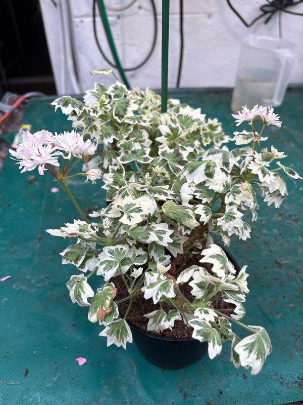 Pelargonium stellar miniatur Artic Snow