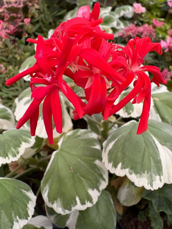 Pelargonium hortorum Spitfire